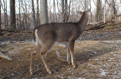 One antlered buck